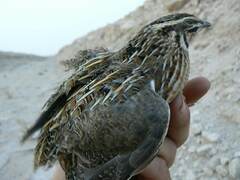Coturnix coturnix