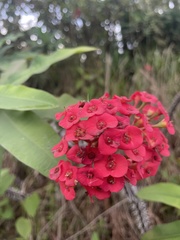 Euphorbia milii