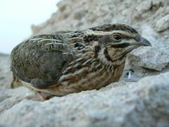 Coturnix coturnix