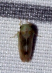 Pediopsoides distinctus