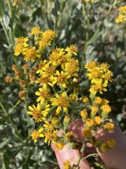 Senecio halimifolius