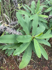 Euphorbia milii