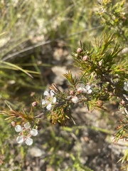 Leptospermum arachnoides