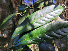 Lithocarpus brevicaudatus