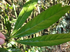 Lithocarpus brevicaudatus
