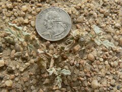 Neurada procumbens