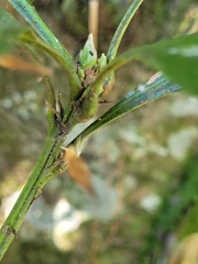 Lithocarpus brevicaudatus