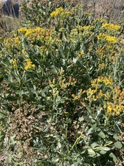 Senecio halimifolius