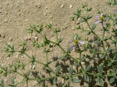 Fagonia olivieri