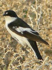 Ficedula semitorquata