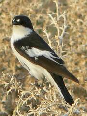 Ficedula semitorquata