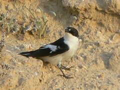 Ficedula semitorquata