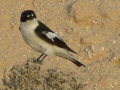 Ficedula semitorquata