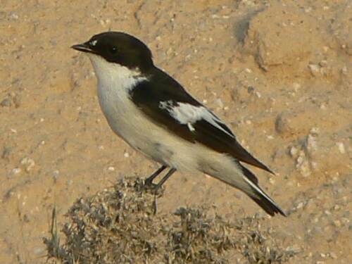 Semicollared Flycatcher, photo 7 of 9