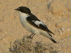 Ficedula semitorquata