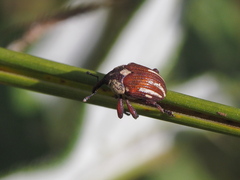 Sternuchopsis karelinii