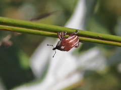Sternuchopsis karelinii