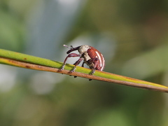 Sternuchopsis karelinii