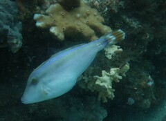 Meuschenia trachylepis