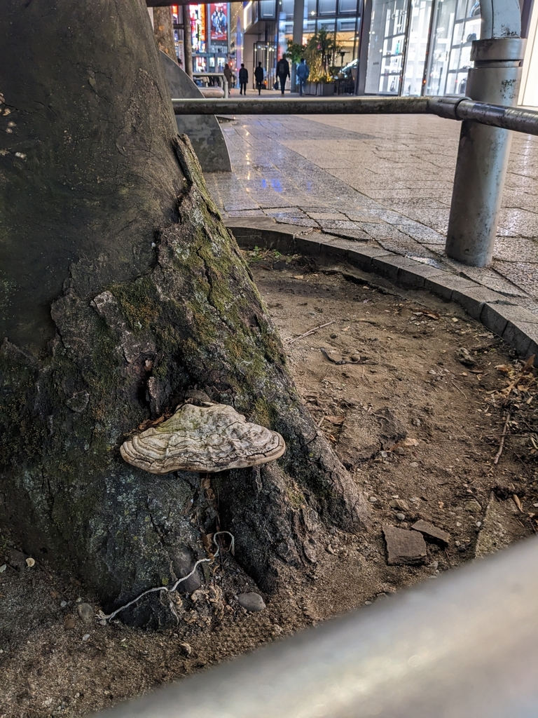 Ganoderma applanatum · December 2022 · photo: © munenori_yamakawa (iNaturalist, cc-by)