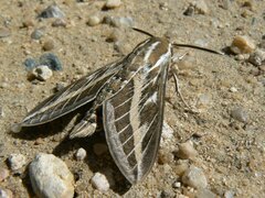Hyles livornica