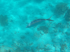 Caranx ruber