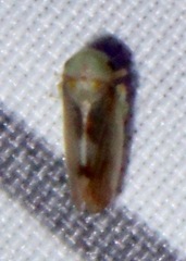 Pediopsoides distinctus