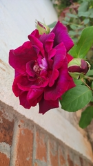 Rosa