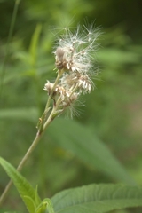 Antennaria plantaginifolia