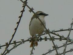 Lanius phoenicuroides