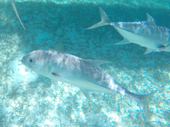 Caranx