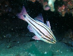 Ostorhinchus limenus