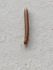 Brachyiulus