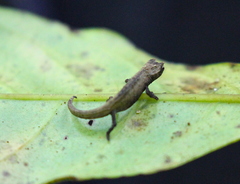 Brookesia tuberculata