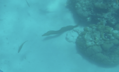 Gymnothorax funebris