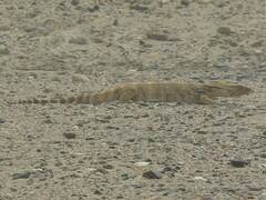 Varanus griseus griseus