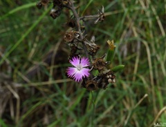 Dianthus hyssopifolius