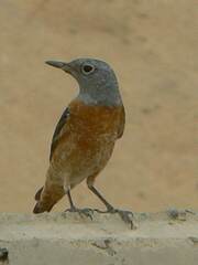 Monticola saxatilis