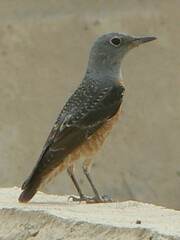 Monticola saxatilis