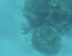 Gymnothorax funebris