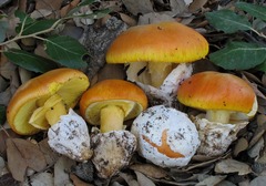 Amanita caesarea