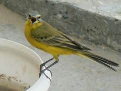 Motacilla flava beema