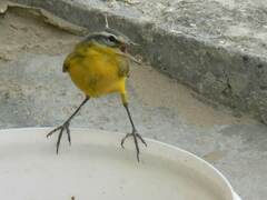 Motacilla flava beema