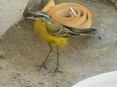 Motacilla flava beema