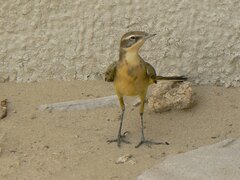 Motacilla flava beema