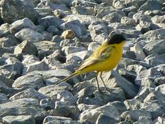 Motacilla flava feldegg