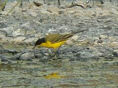 Motacilla flava feldegg