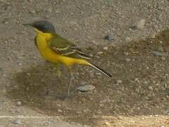 Motacilla flava thunbergi