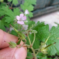 Geranium rotundifolium