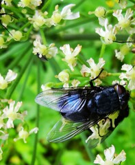 Calliphora vomitoria